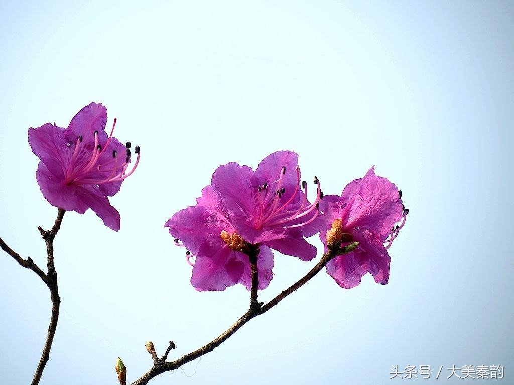 全国各地市花大全,各地市花是什么花