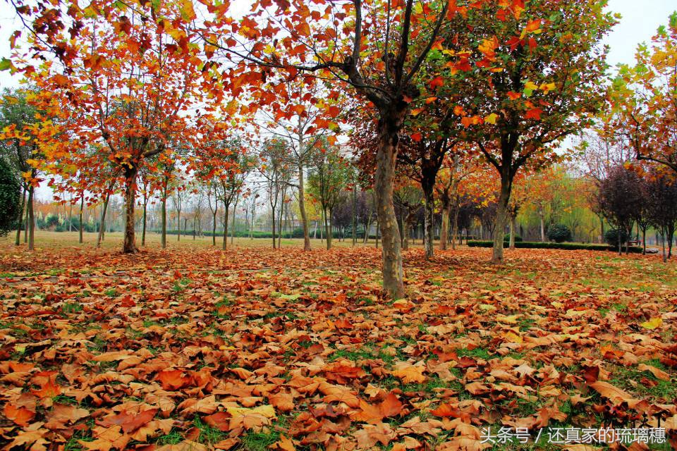 秋风落叶七绝诗词,秋风扫落叶诗句图片