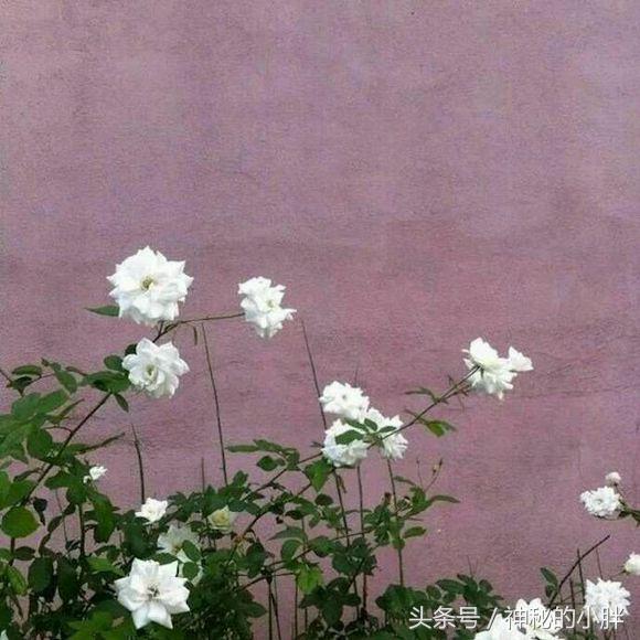 网易云热评墙NO.55