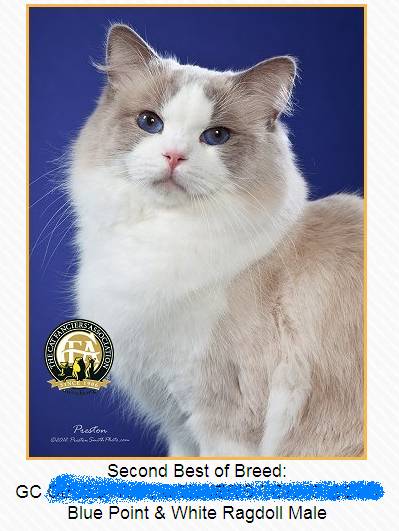 吸猫大赛第一名,吸猫大赛白喵