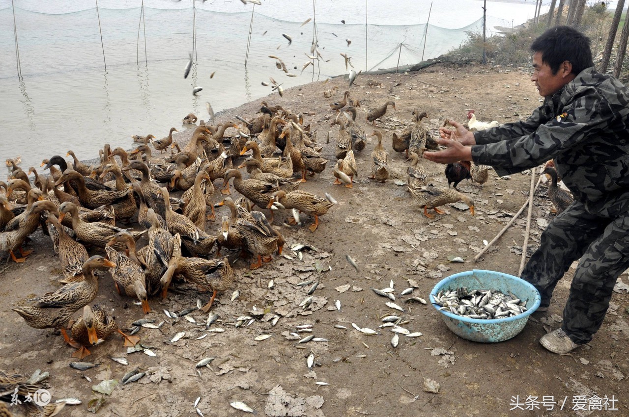 蛋鸭养殖注意事项及管理,养殖蛋鸭需要注意事项