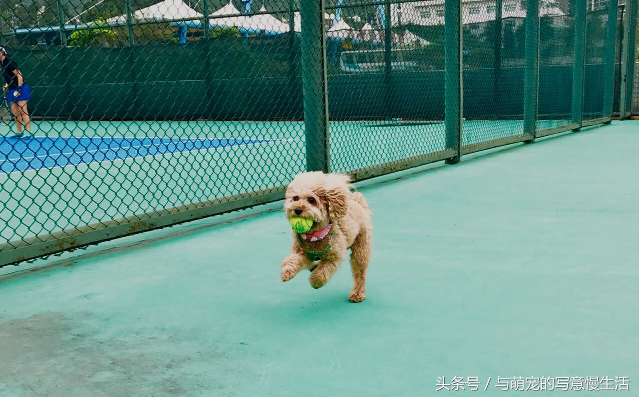 果太后的鸭梨官司——阿狼正传(三)