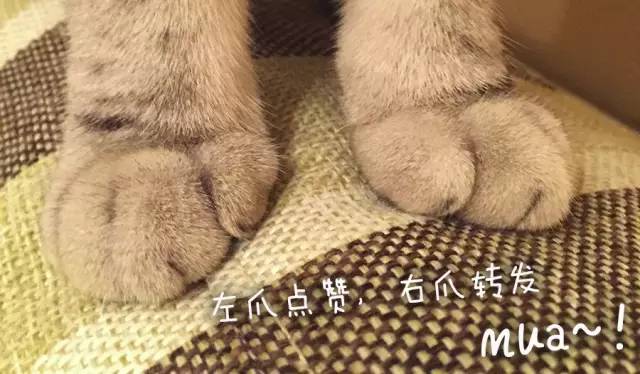 传说中的发情期到了！让猫咪释放欲望还是绝育？