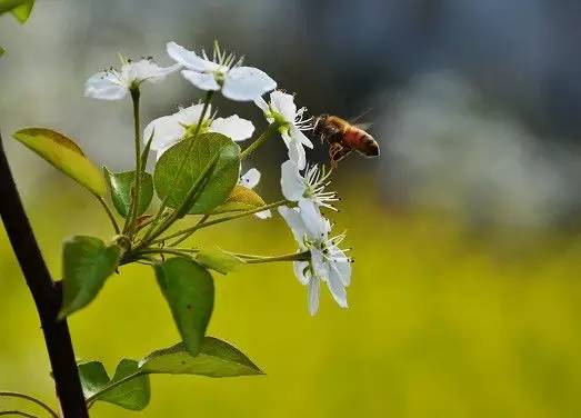 福利春季晒花大赛开始投票啦，价值万元好礼等你来拿！（后附石象湖门票中奖名单）