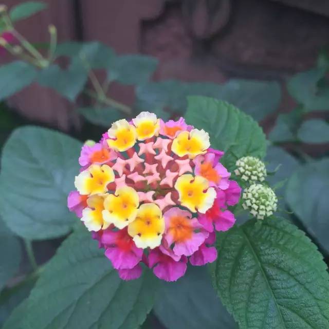 福利春季晒花大赛开始投票啦，价值万元好礼等你来拿！（后附石象湖门票中奖名单）