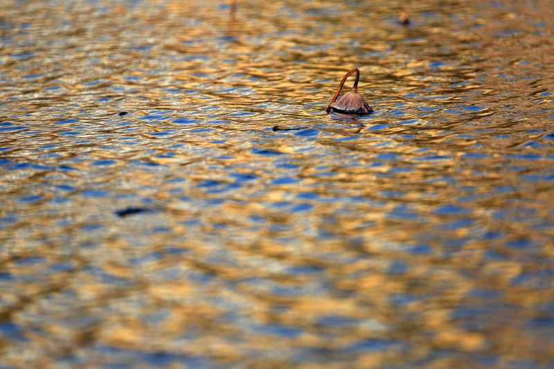 荷花依然淡淡香,走过四季荷花依然香下一句