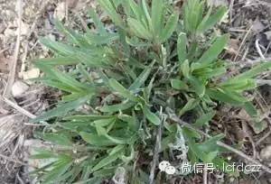 春季野菜采摘图解高清图片,春季野菜多种做法