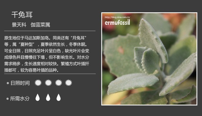 史上最全的多肉植物名字对照图，终于找齐了！