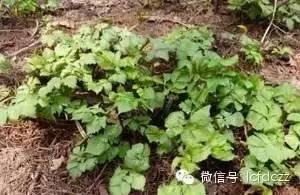 春季野菜采摘图解高清图片,春季野菜多种做法