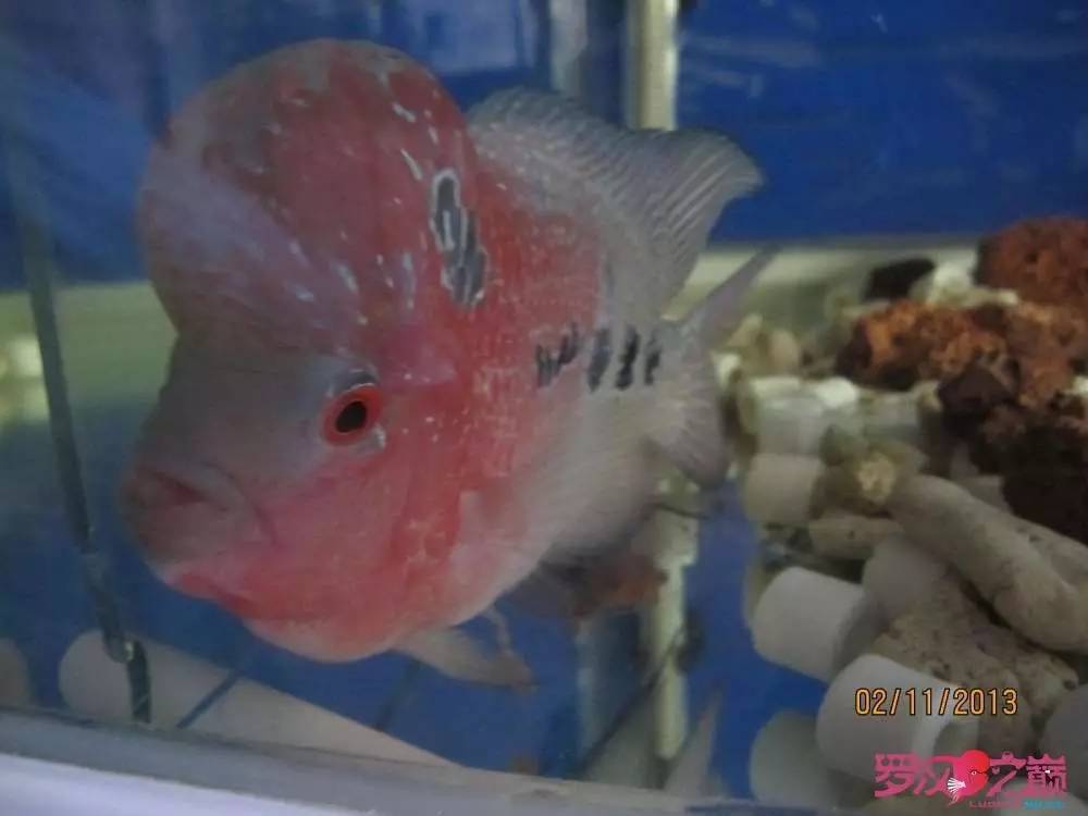 慢性肠炎怎么治疗好能彻底去根,猫胃肠炎的症状判断及治疗方法