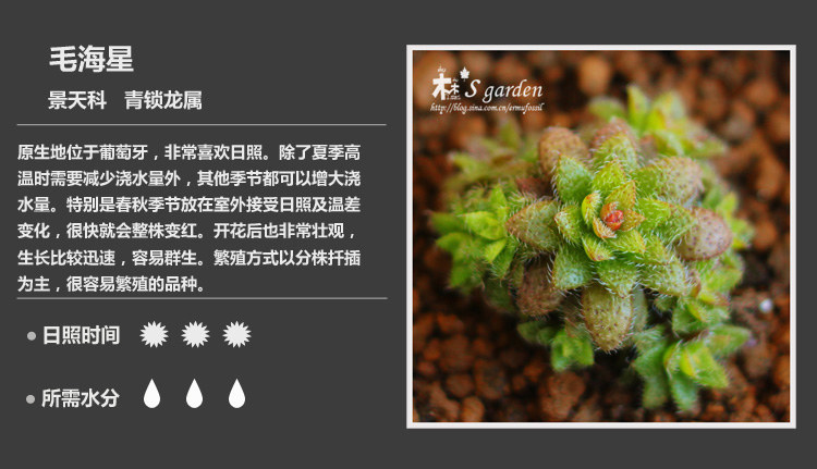 史上最全的多肉植物名字对照图，终于找齐了！