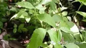 春季野菜采摘图解高清图片,春季野菜多种做法