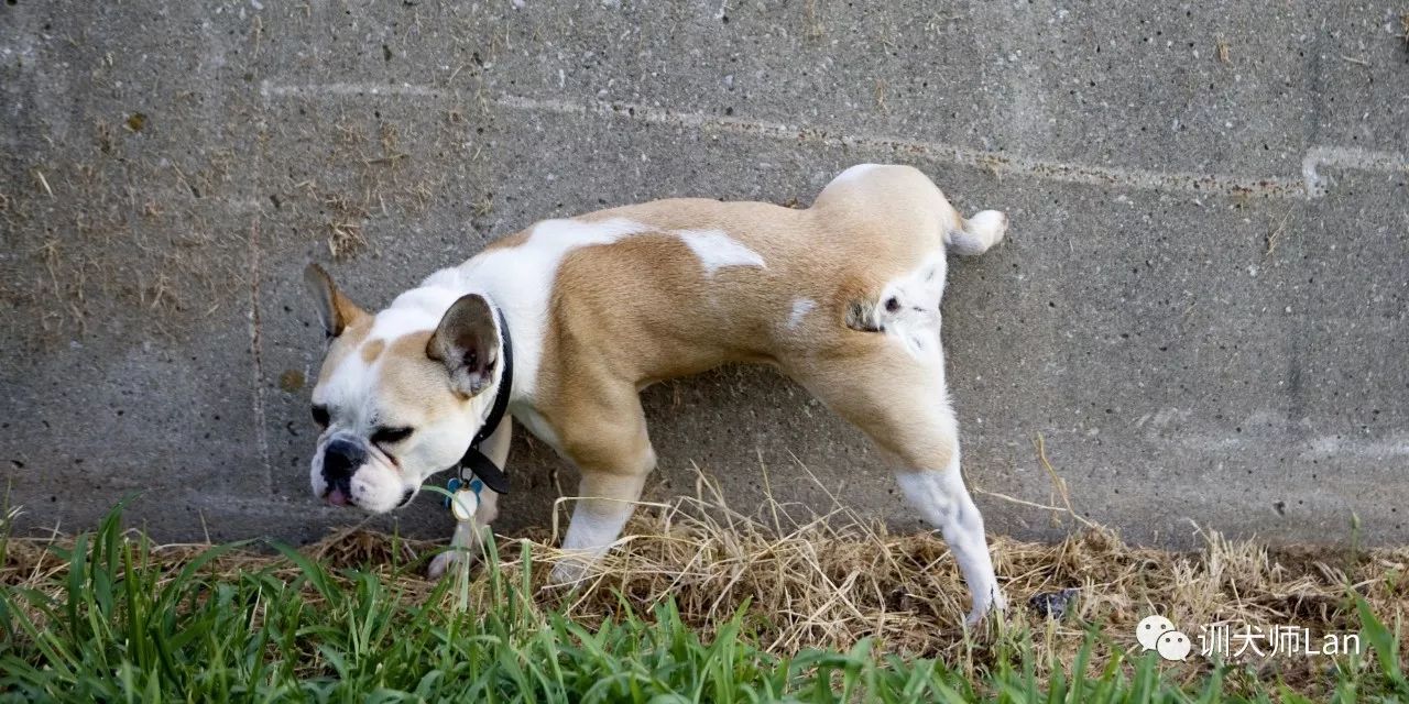 狗狗到处小便,狗狗在家用尿标记领地怎么处理