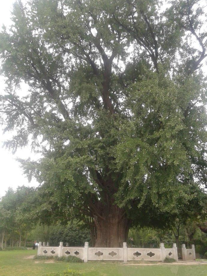 上海1200岁树王,上海树王老照片