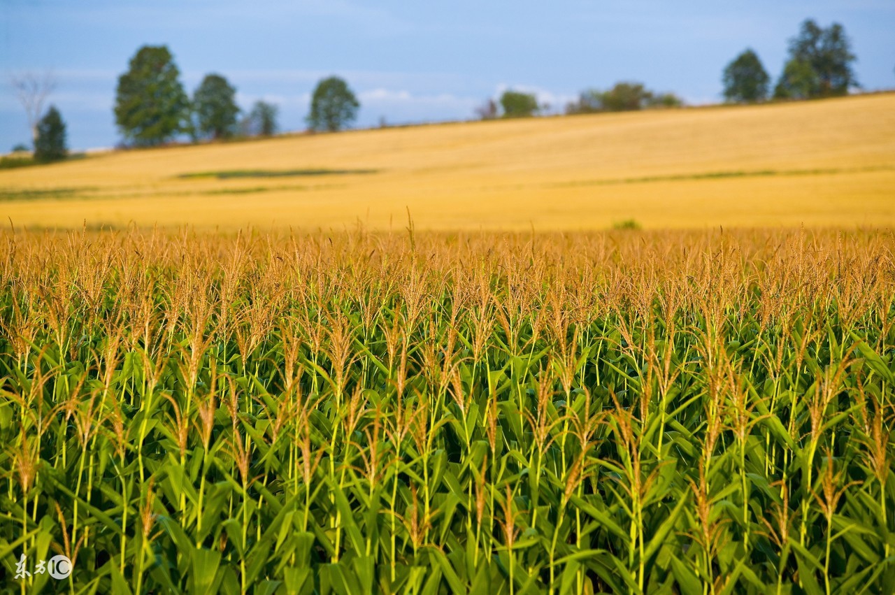 帝国神话腐烂的食物如何产生的,食物是怎么由来的