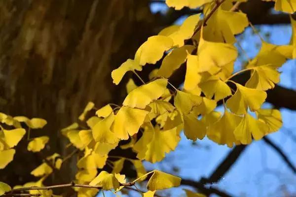 上海1200岁树王,上海树王老照片