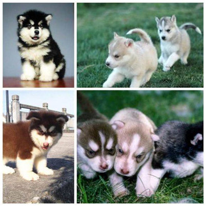 阿拉斯加和哈士奇有什么区别,阿拉斯加和哈士奇到底谁更厉害