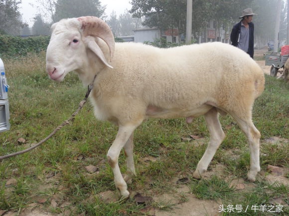 养羊的观念有哪些,养羊是为了什么