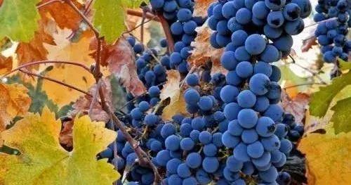 拉菲传说与拉菲传奇口感的区别,拉菲传奇和波尔多区别