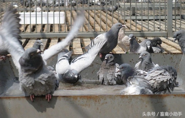 鸽子常见的几种疾病,鸽子常见的病有哪些