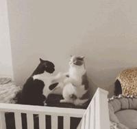 盘点铲屎官和猫的互相战斗的日常,喵星人和铲屎官谁厉害