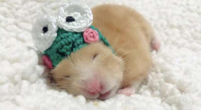 浠撻紶鍙埍钀屽寲,鍙埍鐨勫皬浠撻紶cosplay