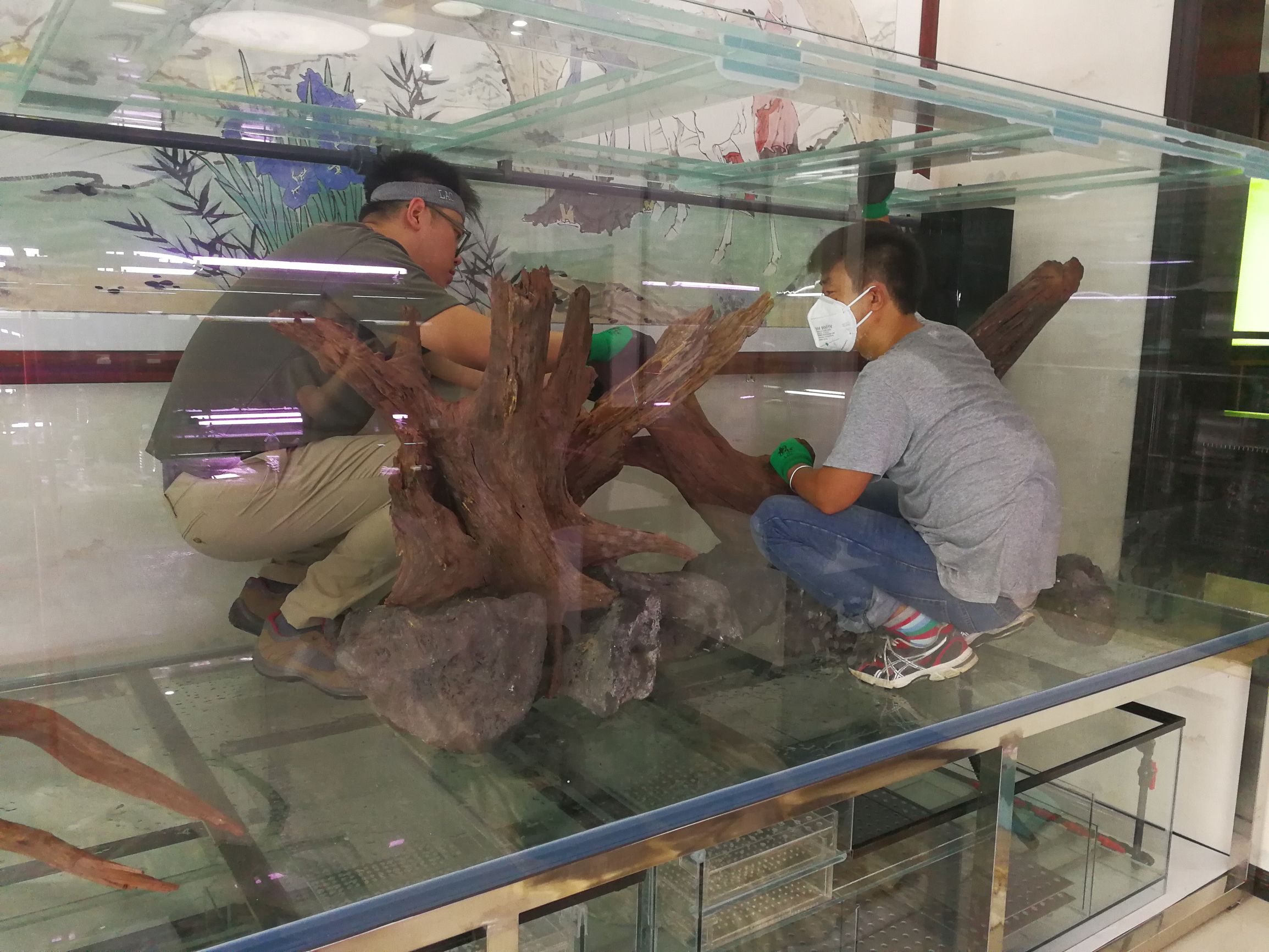 水草缸可以养龙鱼吗,震撼草缸