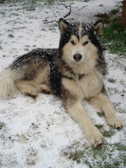 阿拉斯加幼犬吃什么补钙最好 (幼犬缺钙需要打针补钙吗)
