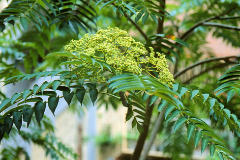 地黄丸种类多样,地黄丸种类多你到底适合哪种