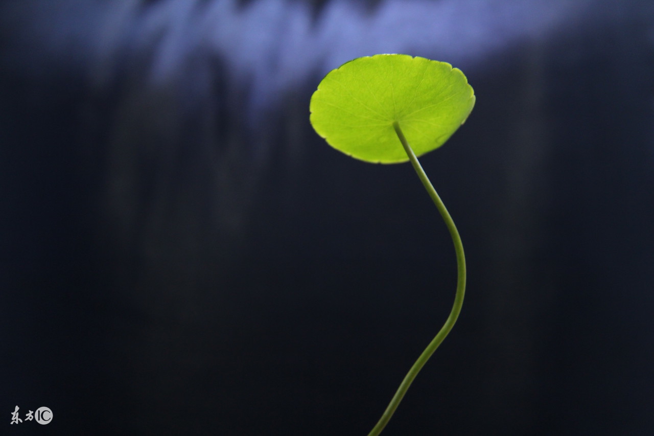 一花一世界一叶一菩提本来无一物,一花一世界一叶一菩提