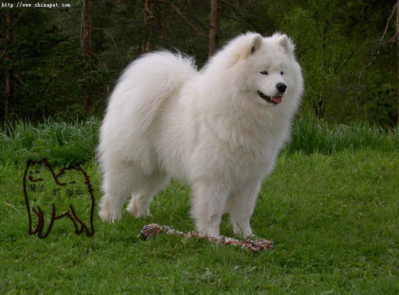 萨摩品种,萨摩品相区别