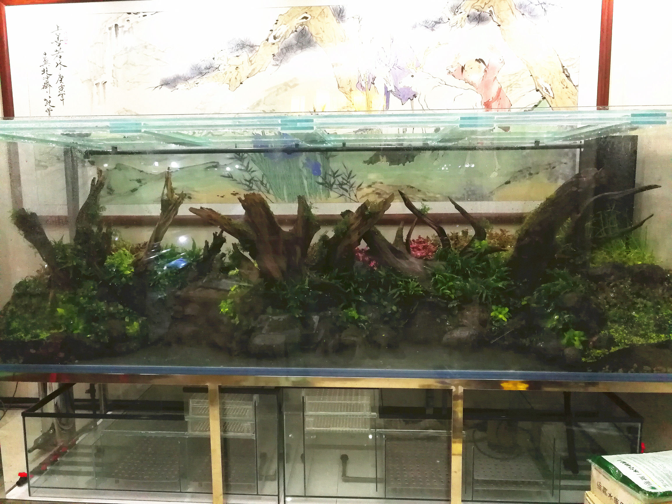 大墙鱼缸,40公分的缸养40的龙鱼