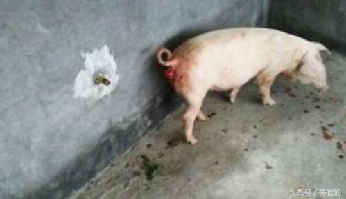 猪脱肛是什么病用什么药治疗,猪脱肛怎么治疗好得快效果最好