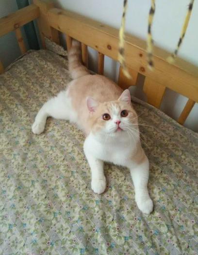 英短乳白猫重点色,英短灰白猫丁香色