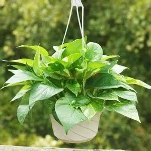 绿萝养殖需要磷酸二氢钾吗,室内养殖绿萝的好处和坏处