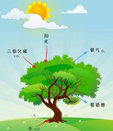 蓝藻是在地球初期什么时候形成的,地球第一个生命体蓝藻