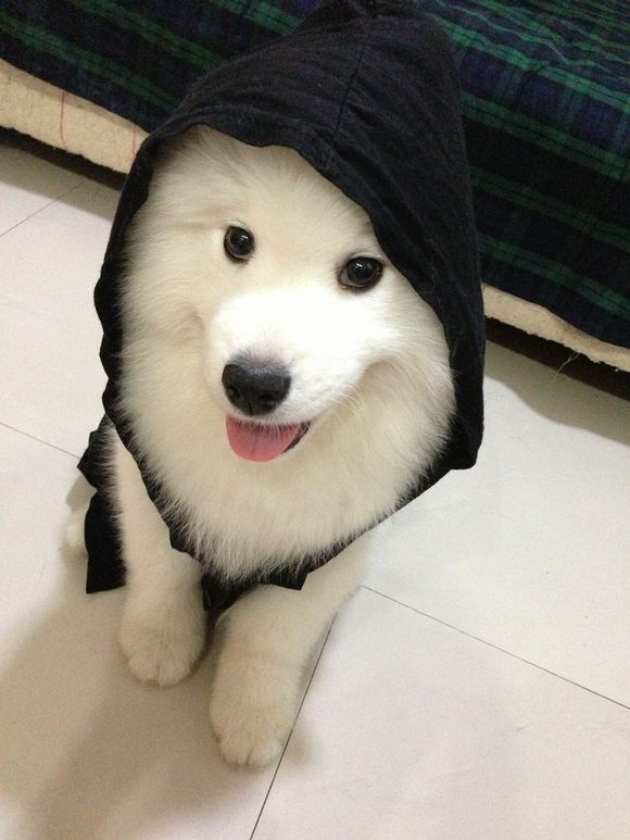 萨摩得了呼吸道疾病有哪些症状,萨摩耶常见的病及症状