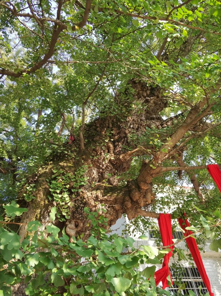 贵阳市乌当区千年银杏古树,贵阳蓬莱仙境景区银杏树