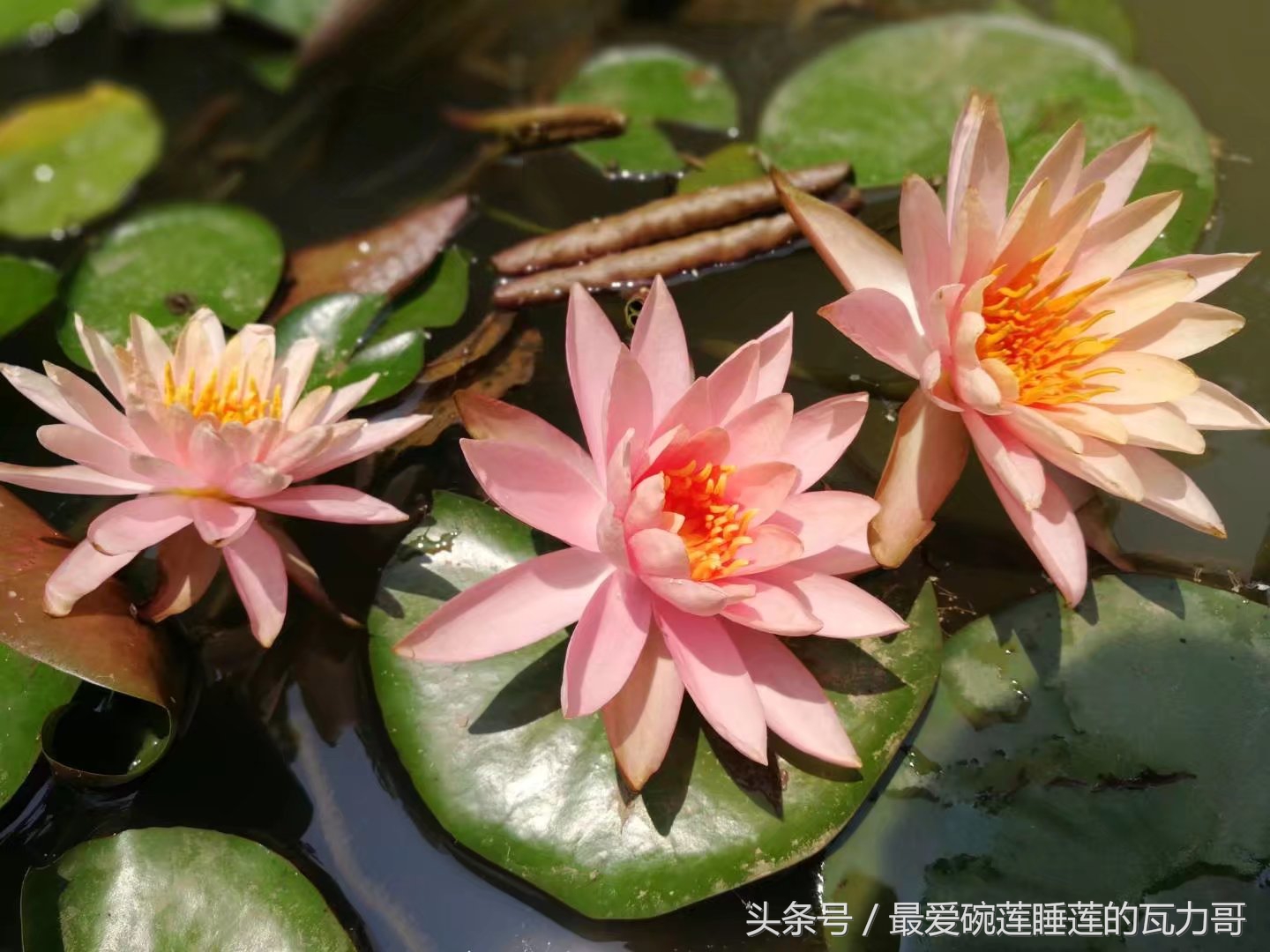 漂亮又省心的睡莲,花中的睡美人睡莲