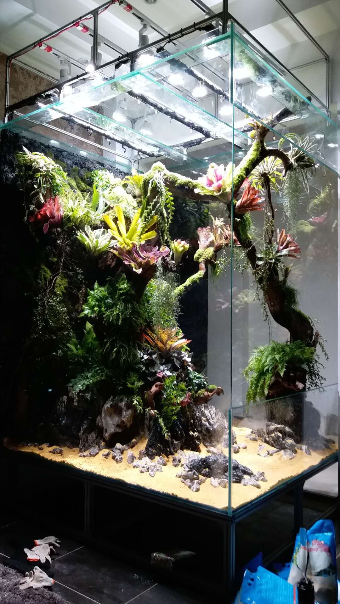 水草缸可以养龙鱼吗,震撼草缸