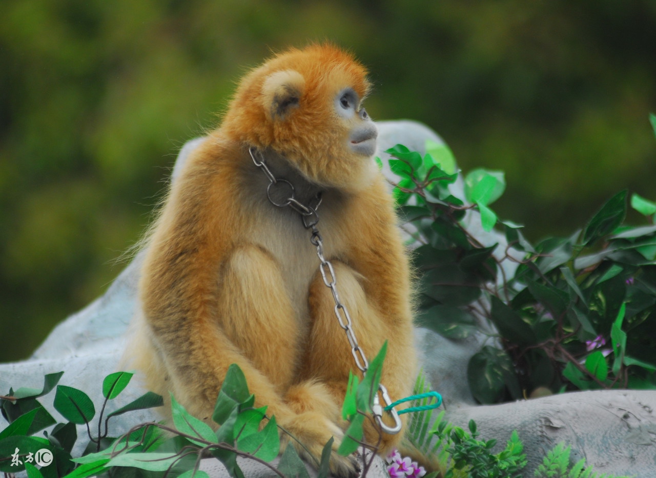猴宝宝一生运气,猴宝宝的命运