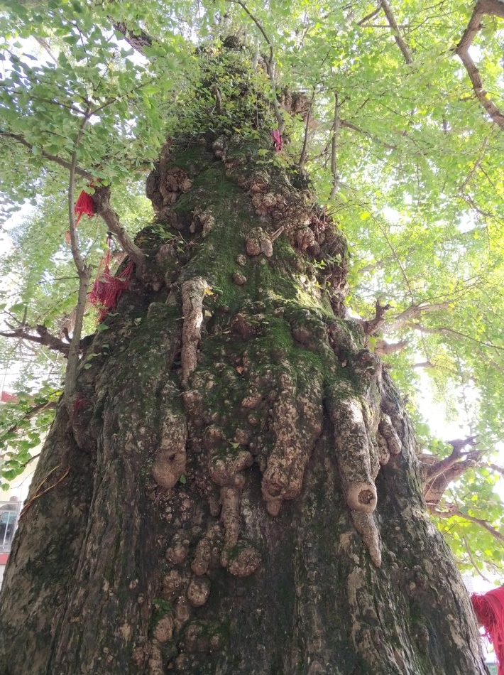 贵阳市乌当区千年银杏古树,贵阳蓬莱仙境景区银杏树