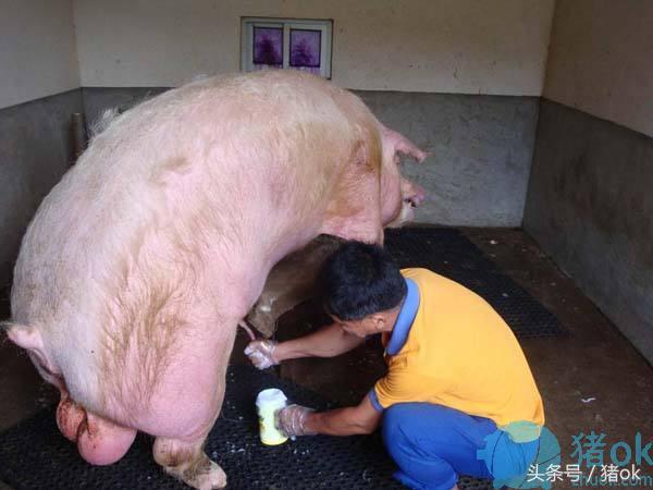 猪人工授精怎么产值高,猪人工授精与产业化工程