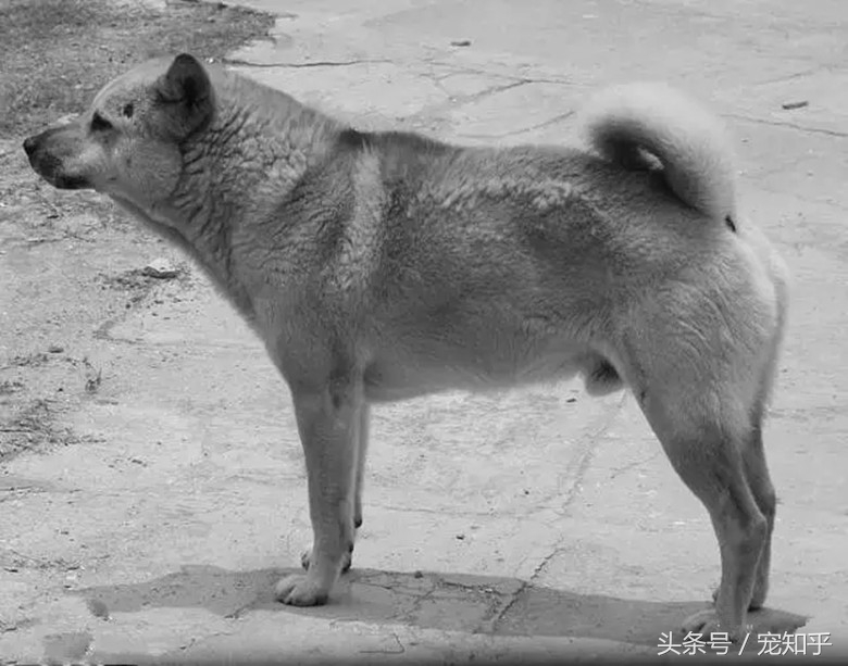 「盘点中国犬种」本土犬并不逊色，希望不要被遗忘