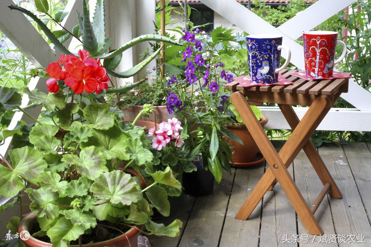 阳台种菜怎样消灭土里的虫子,阳台种菜土壤怎么杀虫飞虫