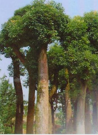 终于找全了，一看就懂的“五行”放置鱼缸秘法让你财源滚滚来