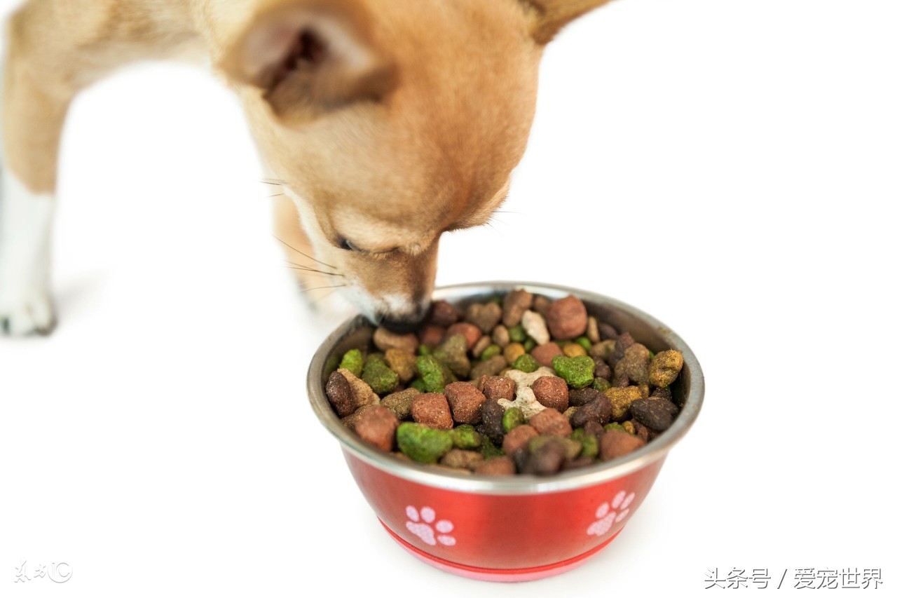 吃哪个牌子的狗粮好一点,超全狗粮测评你家狗粮选对了吗