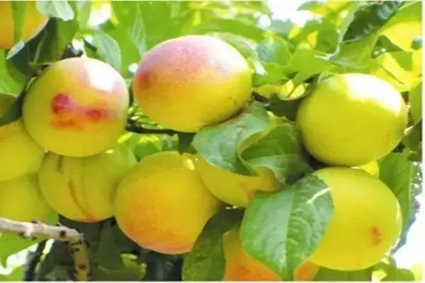 高邑处理结果的通报,高邑今年三奖一补还有吗