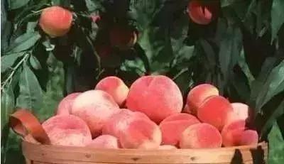 高邑处理结果的通报,高邑今年三奖一补还有吗