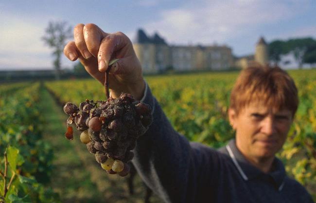为什么葡萄酒这么便宜,为什么有些葡萄酒这么便宜